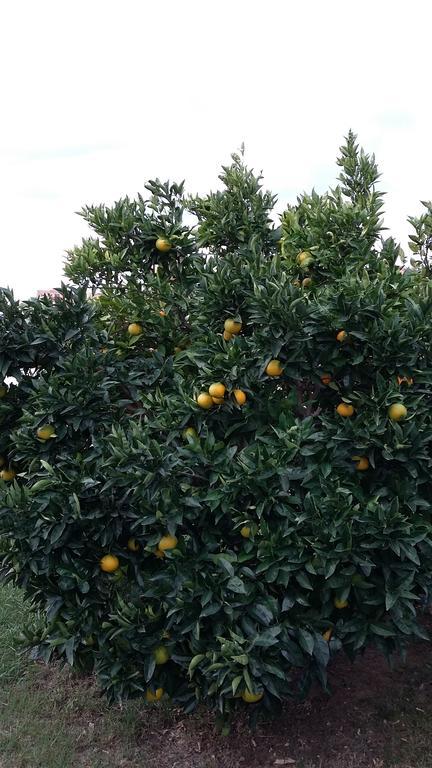 Apartment Orange Tree Portoroz Ngoại thất bức ảnh